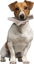 Zolux Natural Deer Antler Easy for Dogs Under 10kg_4