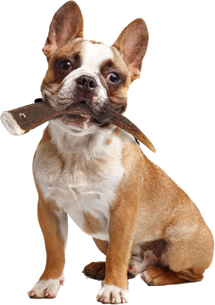 Zolux Natural Deer Antler Hard for Dogs Under 15kg_2