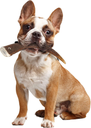 Zolux Natural Deer Antler Hard for Dogs Under 15kg_2