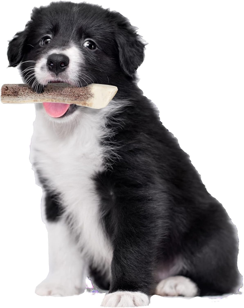 Zolux Natural Deer Antler for Puppies_2