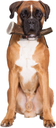 Zolux Natural Deer Antler Hard for Dogs Over 20kg_2