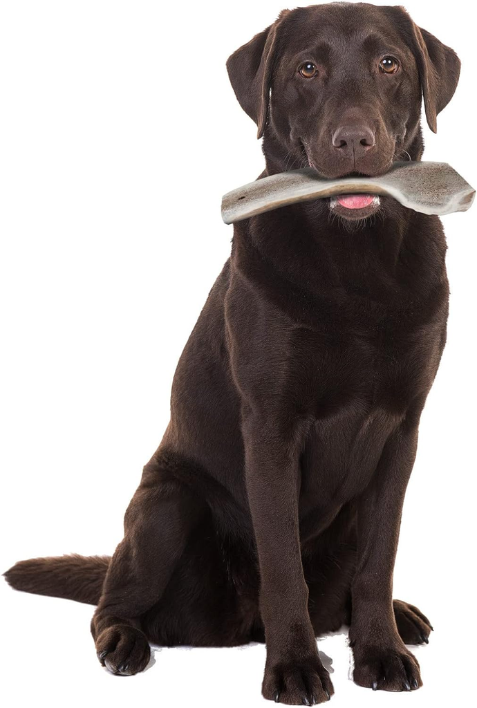 Zolux Natural Deer Antler Soft for Dogs Under 20kg_2