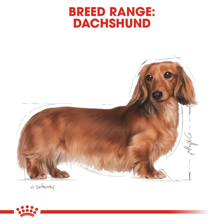 Royal Canin Breed Health Nutrition Dachshund Adult - 1.5kg
